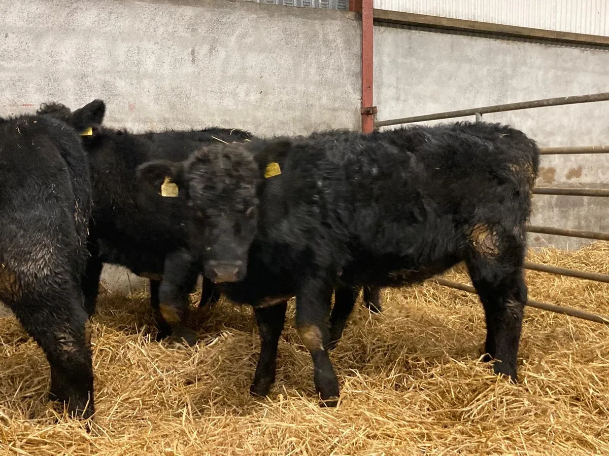 Pedigree Angus Heifers - Image 4