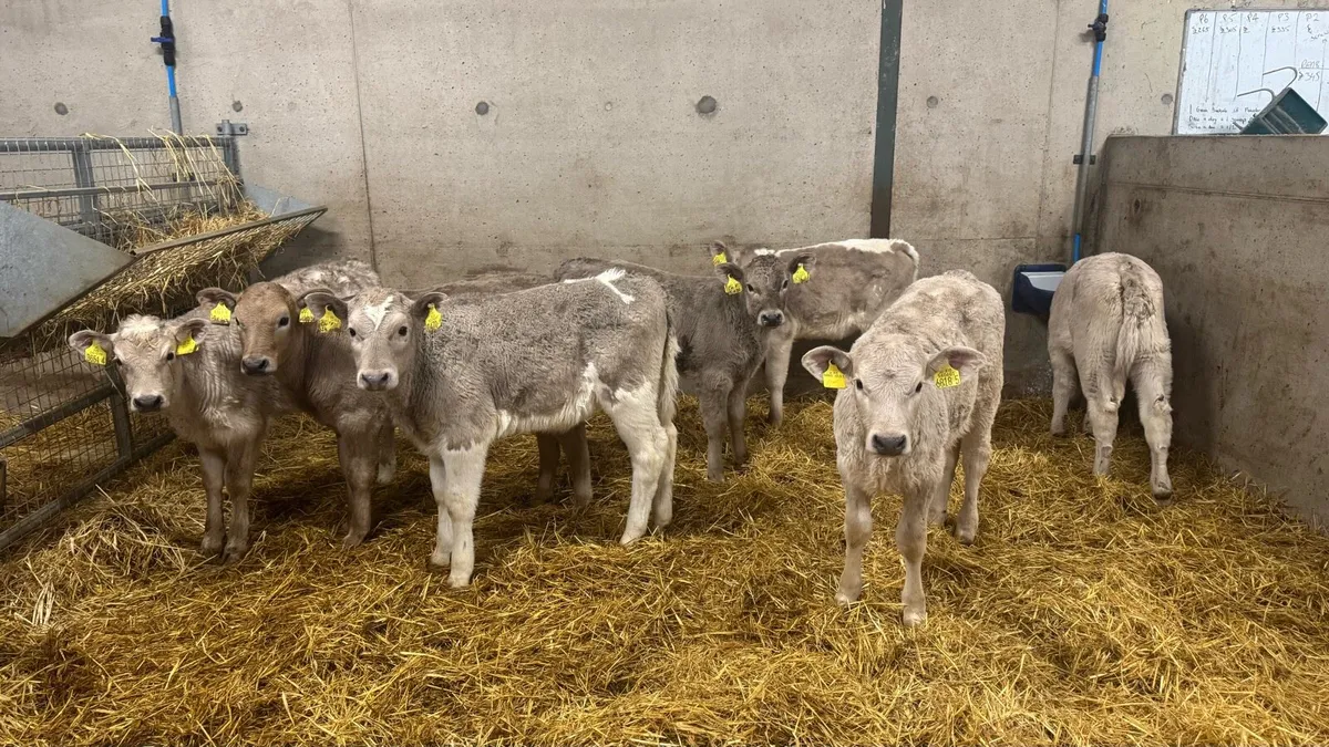 Charolais Heifers - Image 1