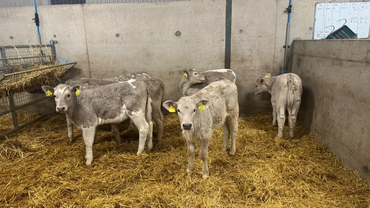 Charolais Heifers - Image 2