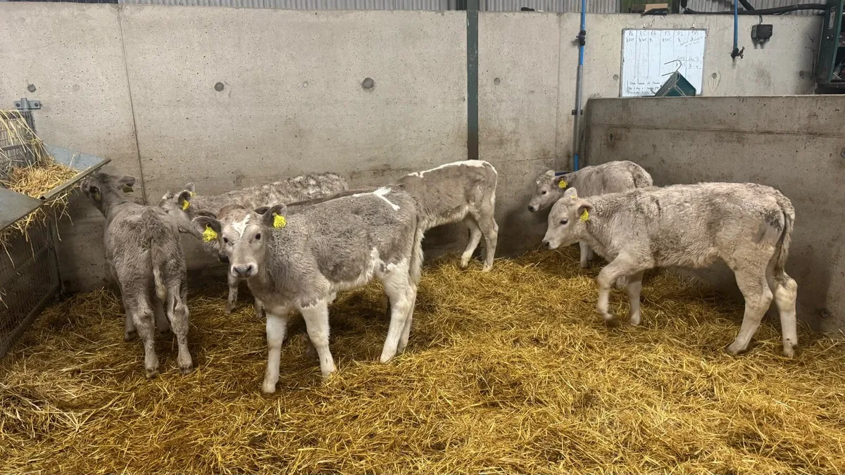 Charolais Heifers - Image 3