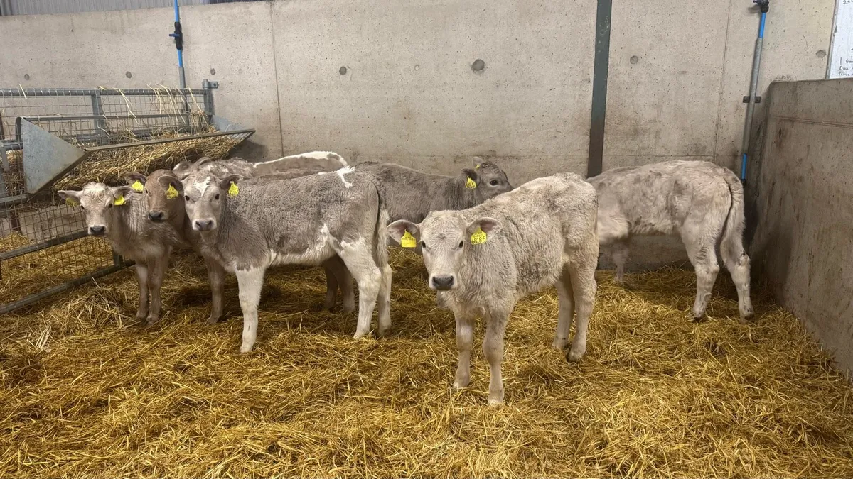 Charolais Heifers - Image 4