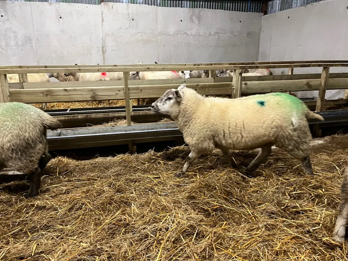 Inlamb ewes - Image 1