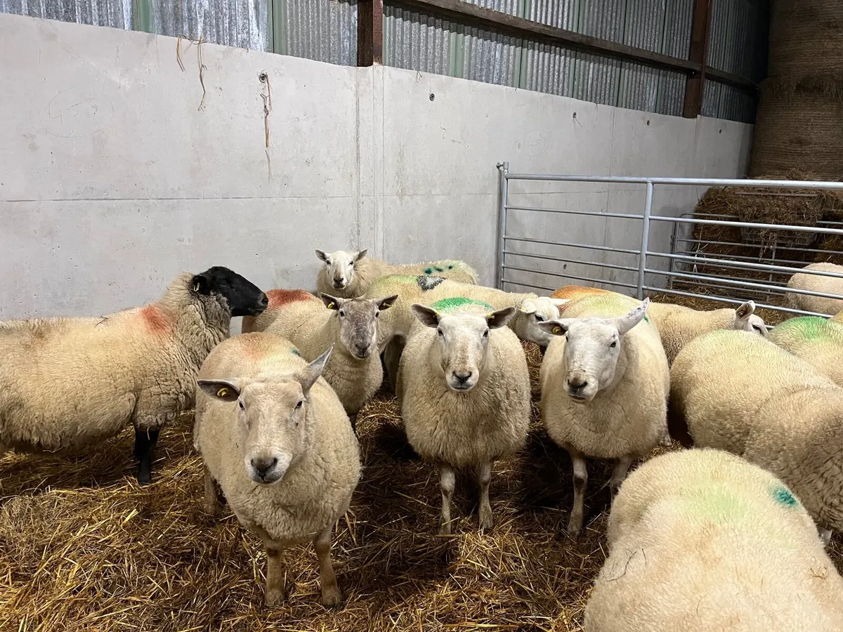 Inlamb ewes - Image 2