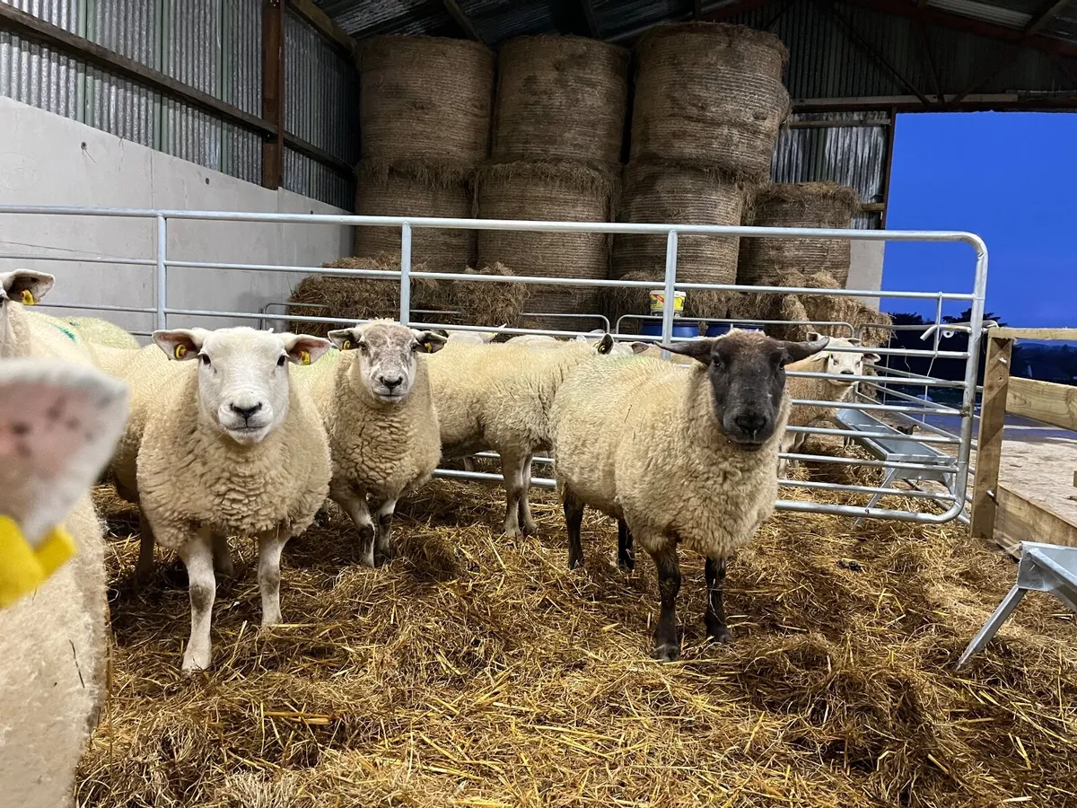Inlamb ewes - Image 3