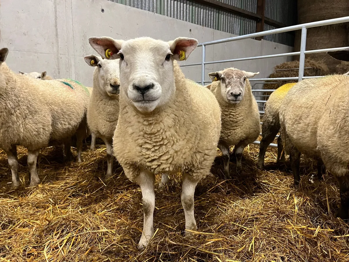 Inlamb ewes - Image 4