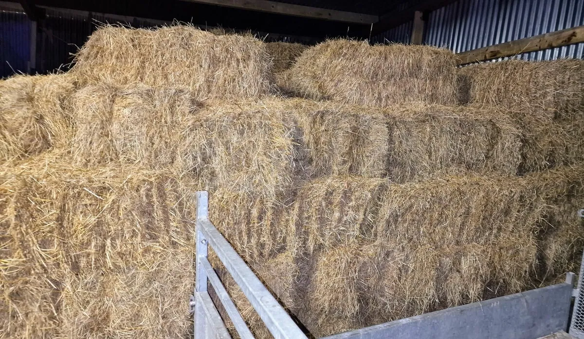 Square bales of Hay - Image 2