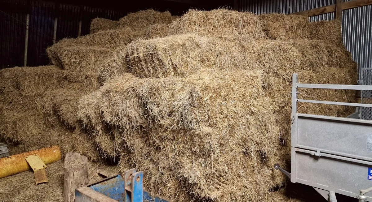 Square bales of Hay - Image 3