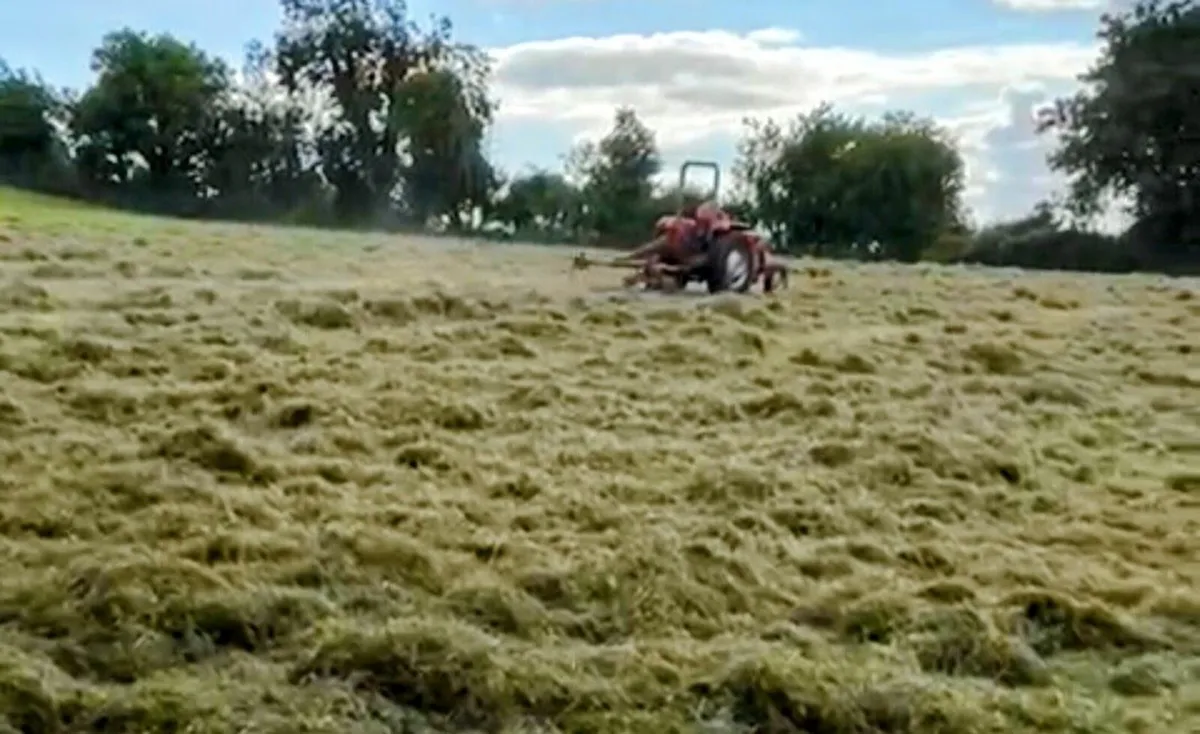 Square bales of Hay - Image 4