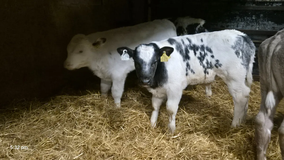 6 Smashing Continental bull calves - Image 1