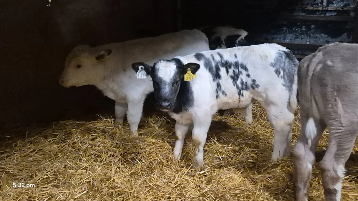 6 Smashing Continental bull calves - Image 2