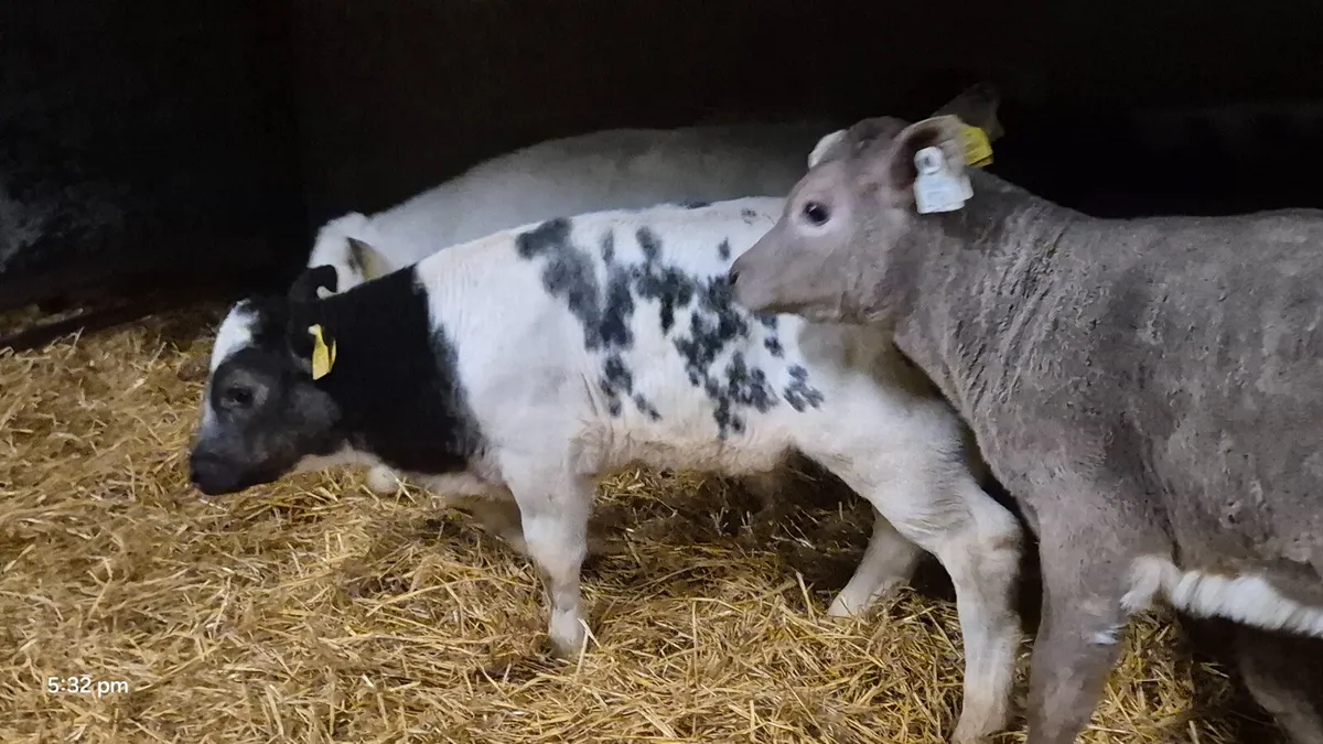 6 Smashing Continental bull calves - Image 4