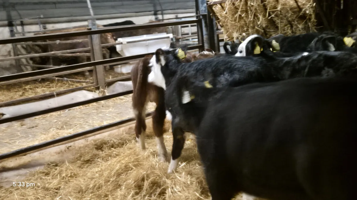 7 Quality heifer calves for sale - Image 1