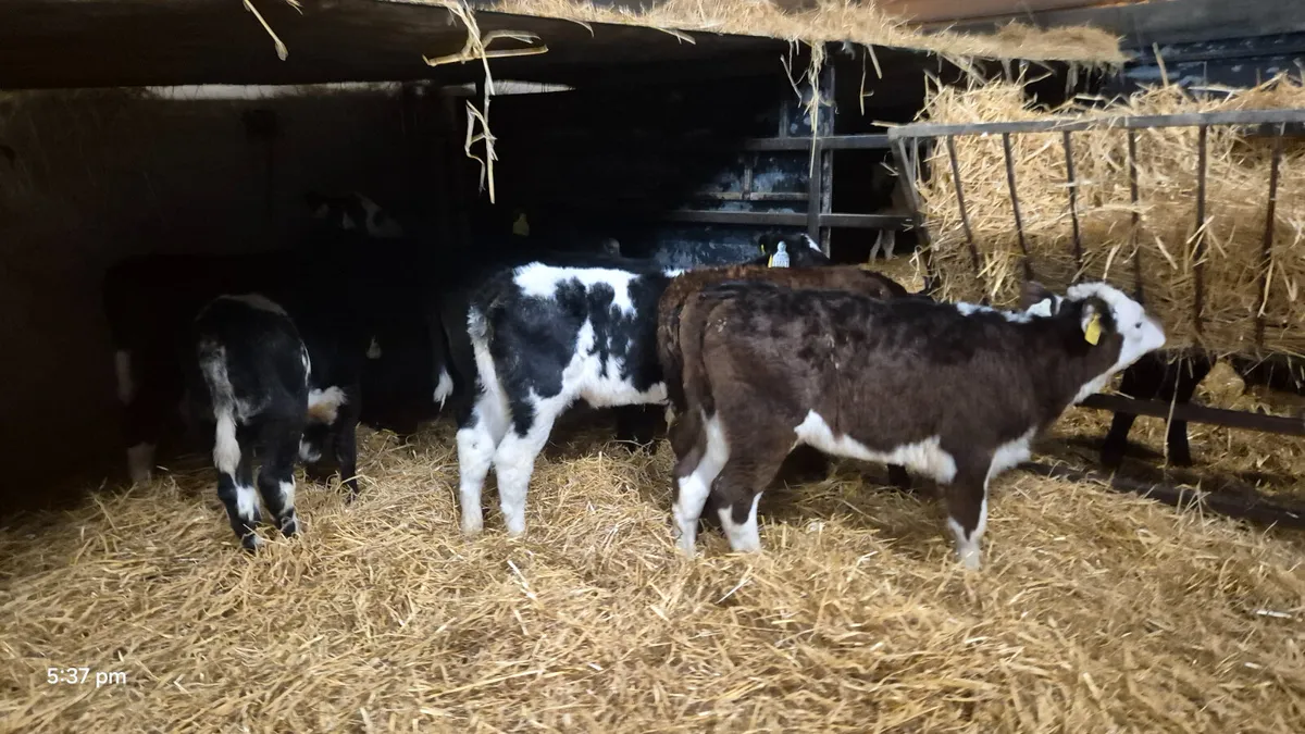 7 Quality heifer calves for sale - Image 4