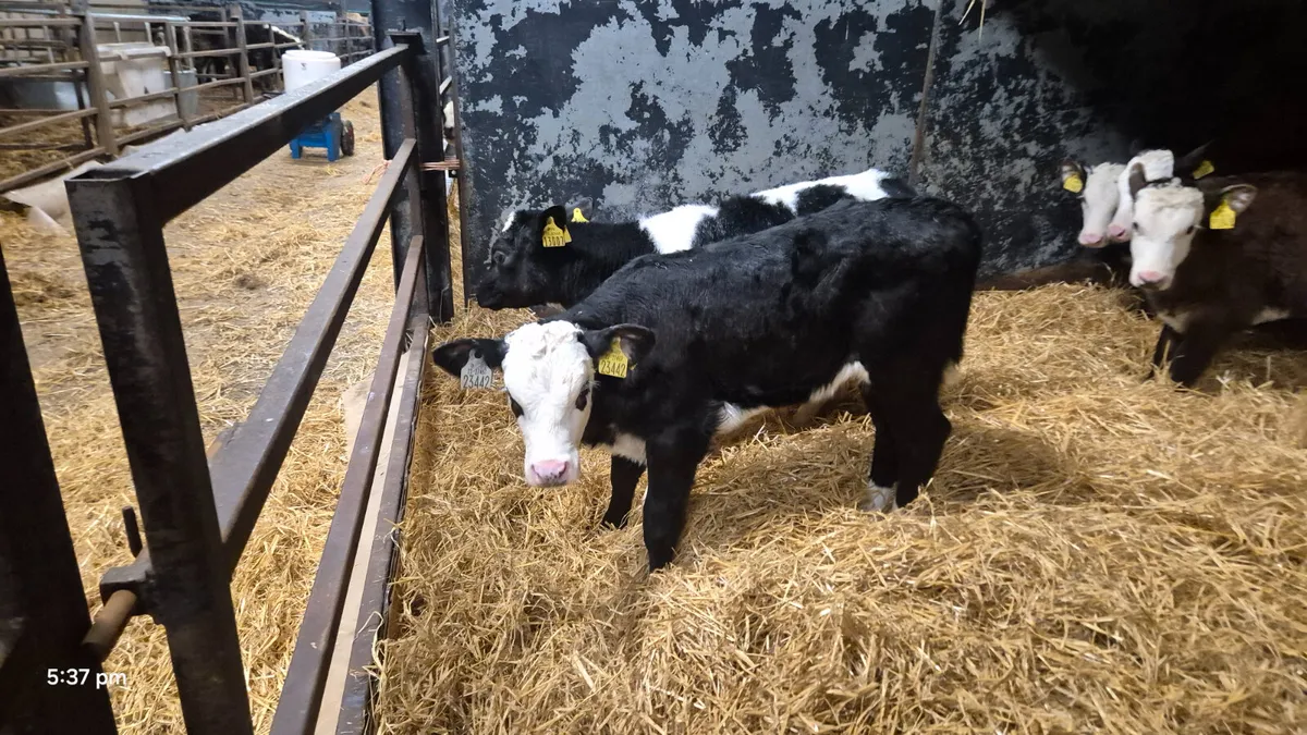 7 Quality heifer calves for sale - Image 3
