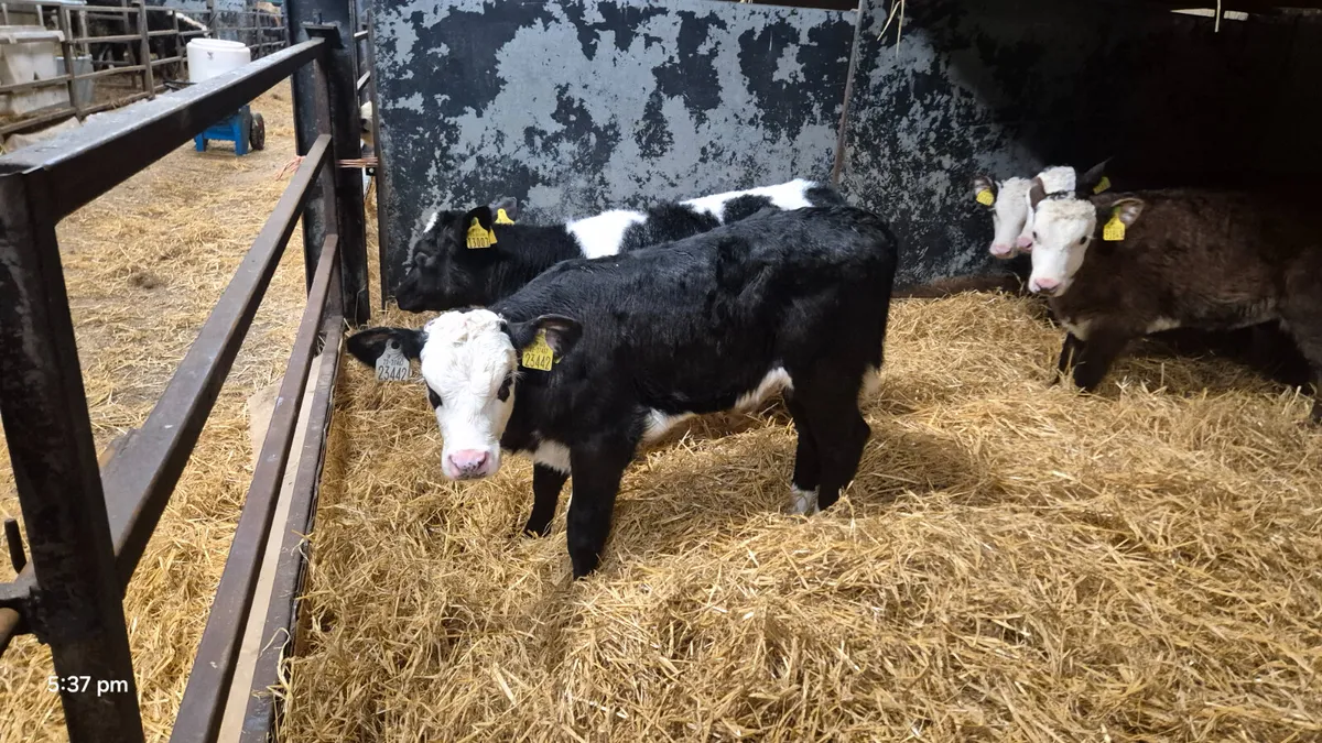 7 Quality heifer calves for sale - Image 2