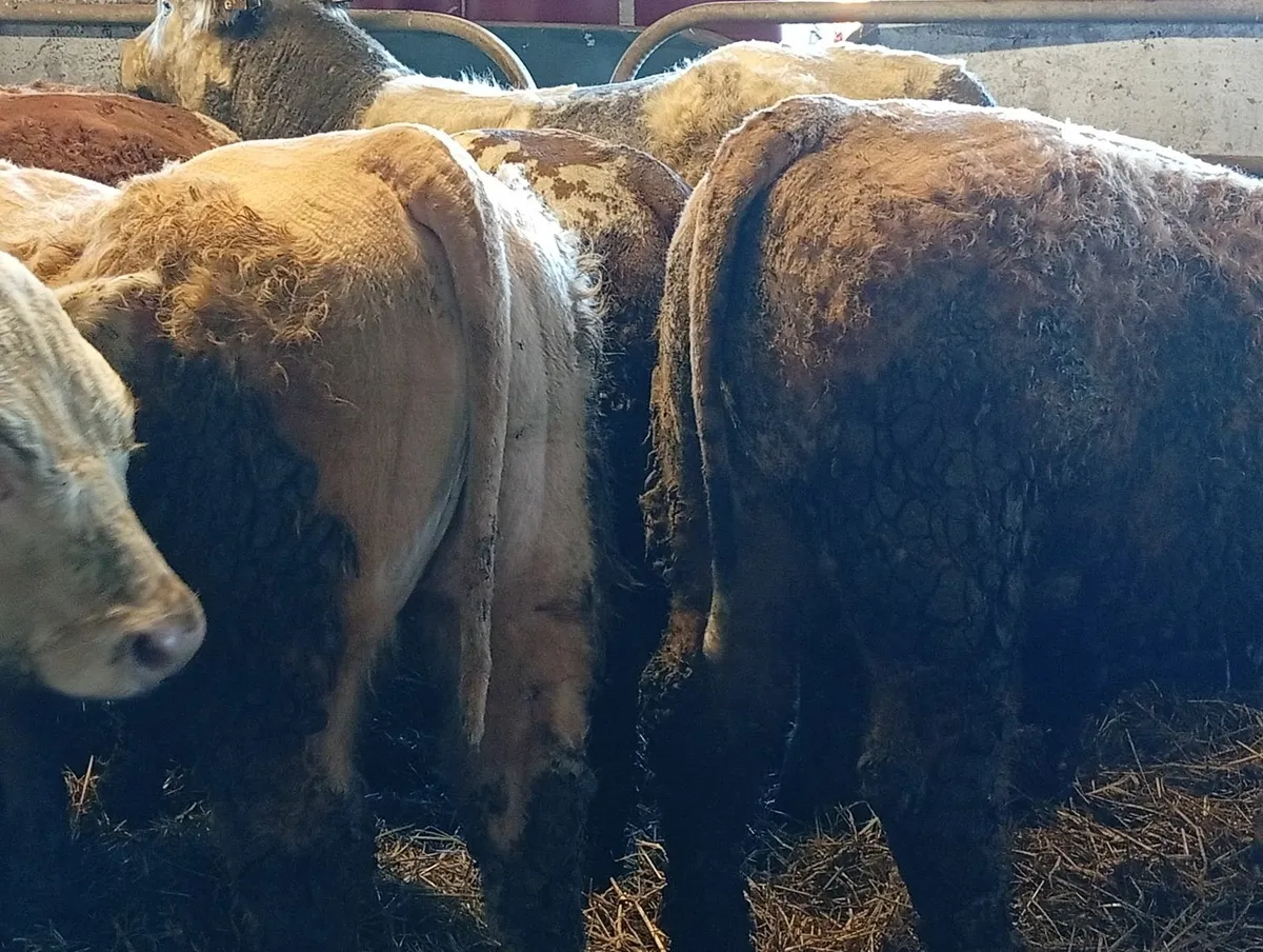 Bull weanlings - Image 1