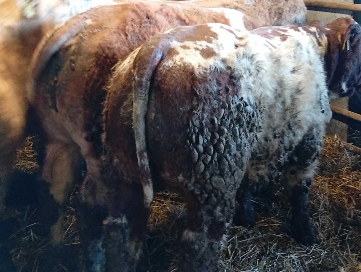 Bull weanlings - Image 2