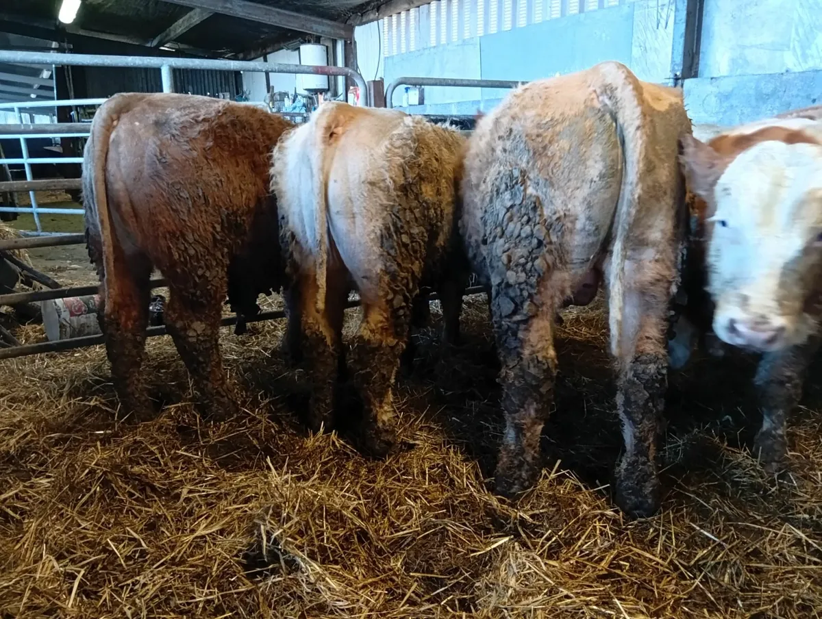 Bull weanlings - Image 3