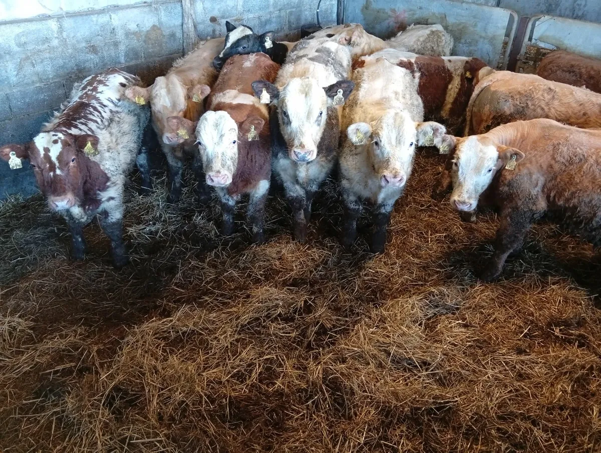 Bull weanlings - Image 4