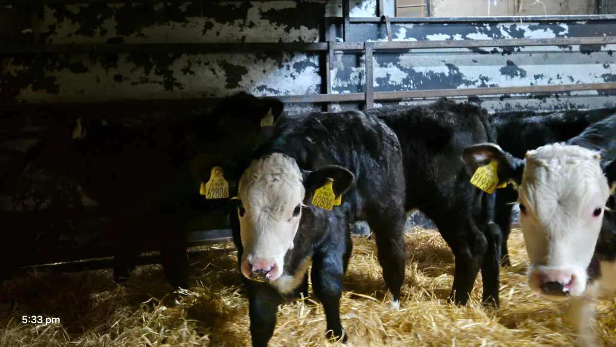 10 Proper Aax Hereford bull calves for sale - Image 4