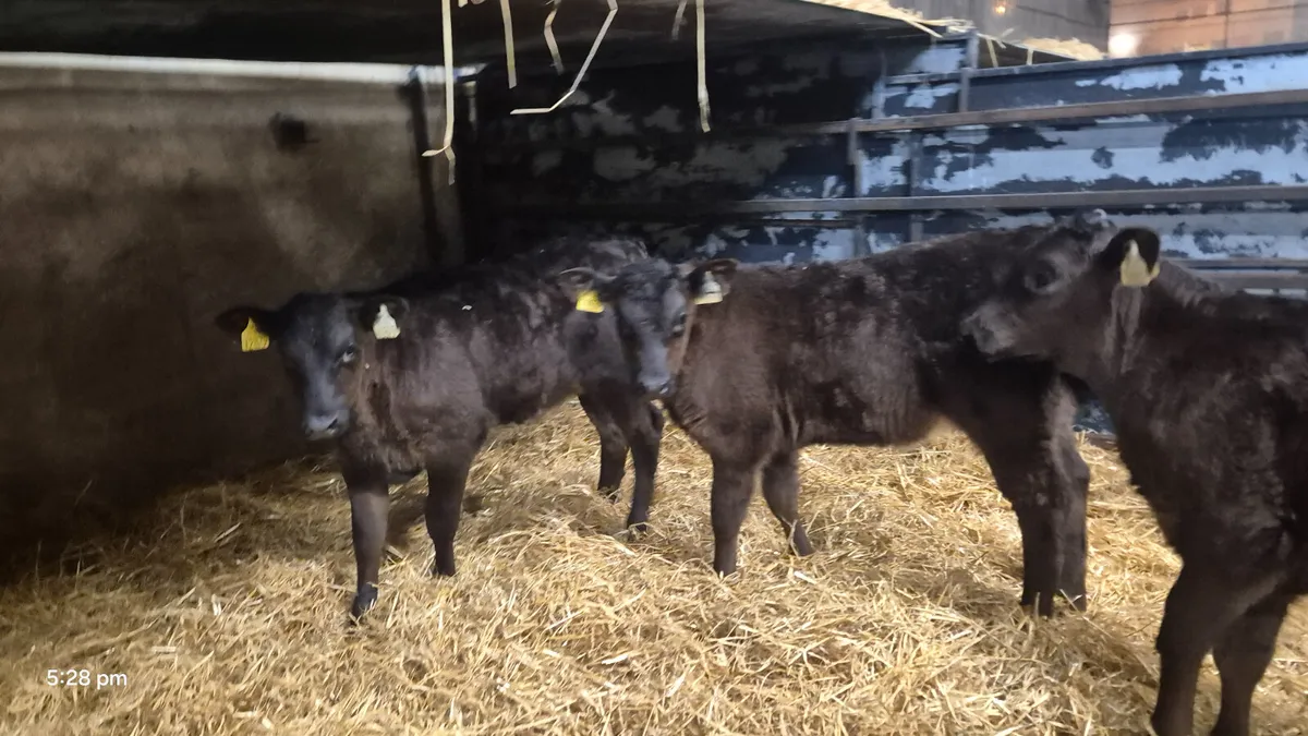 3 Outstanding Limousine heifer claves - Image 3