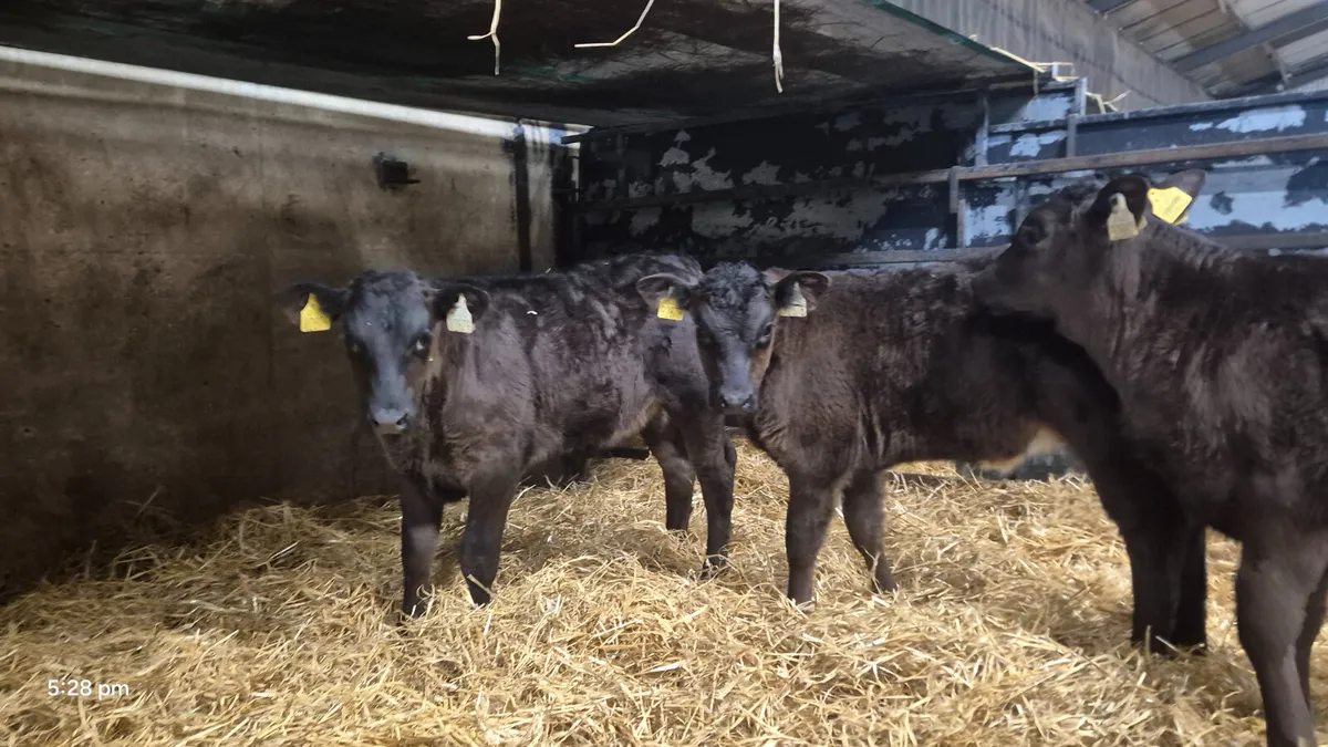 3 Outstanding Limousine heifer claves - Image 2