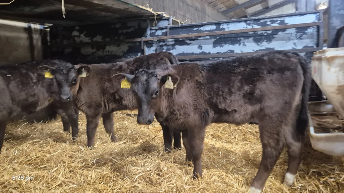 3 Outstanding Limousine heifer claves - Image 1