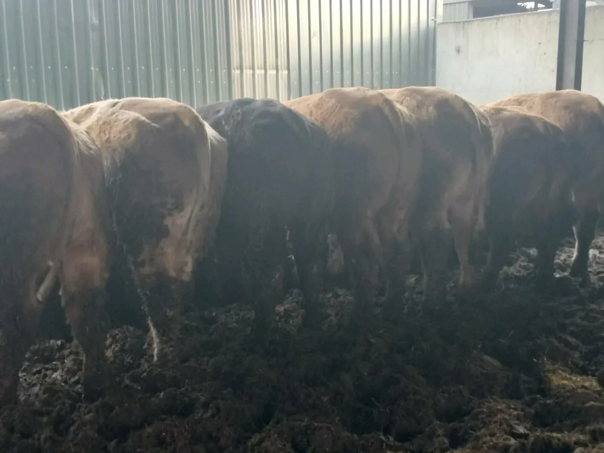 16 super store bullocks - Image 2