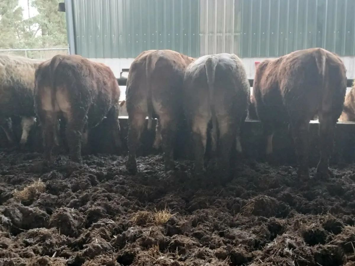 16 super store bullocks - Image 3