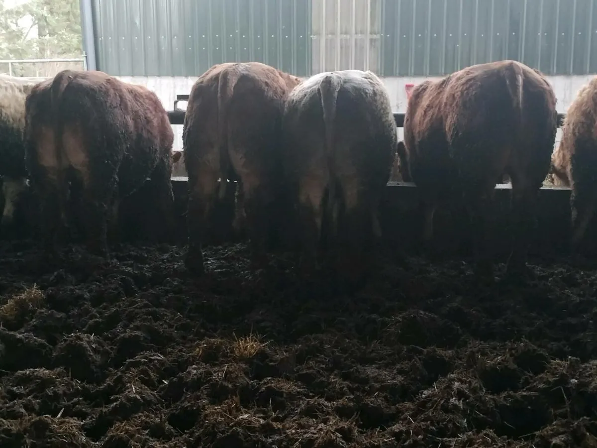 16 super store bullocks - Image 4