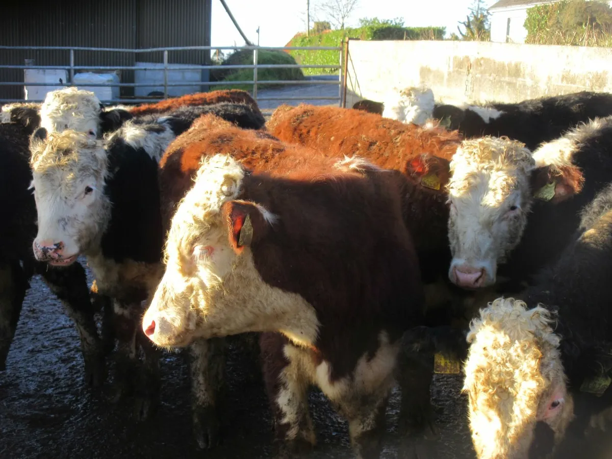 12 hereford bullocks - Image 2