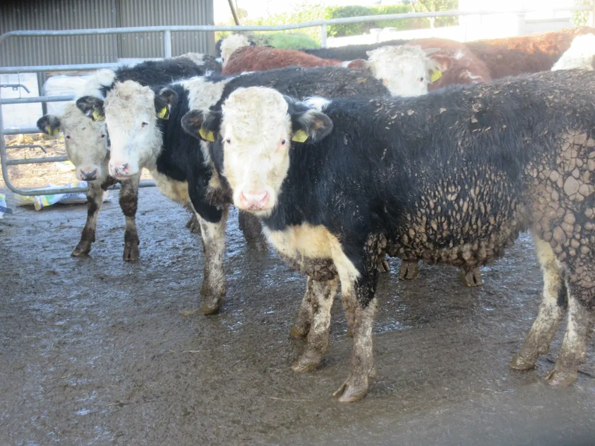 12 hereford bullocks - Image 1