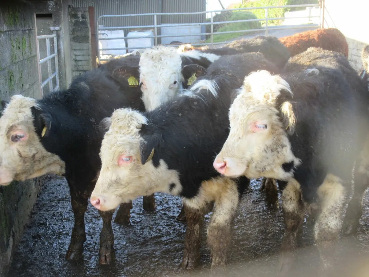 12 hereford bullocks - Image 4