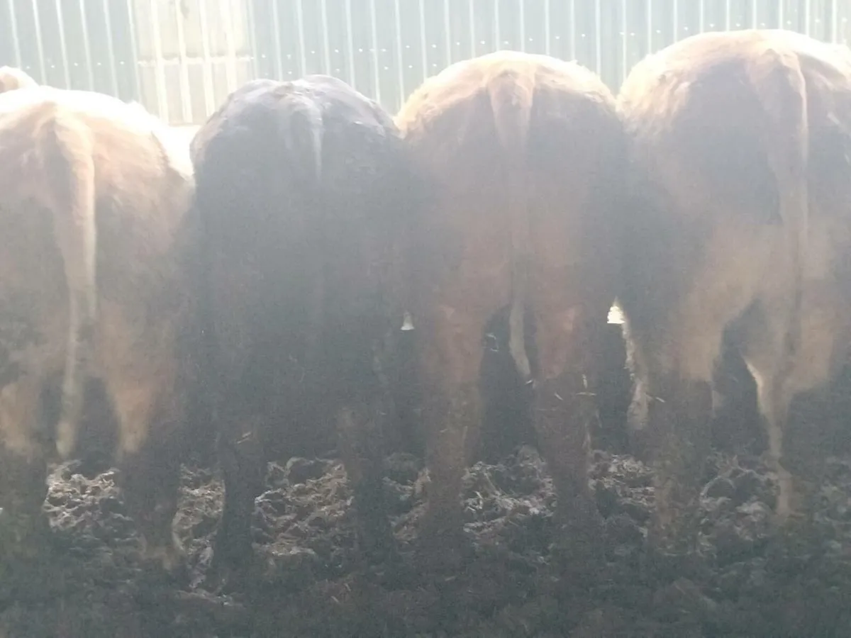 16 super store bullocks - Image 1