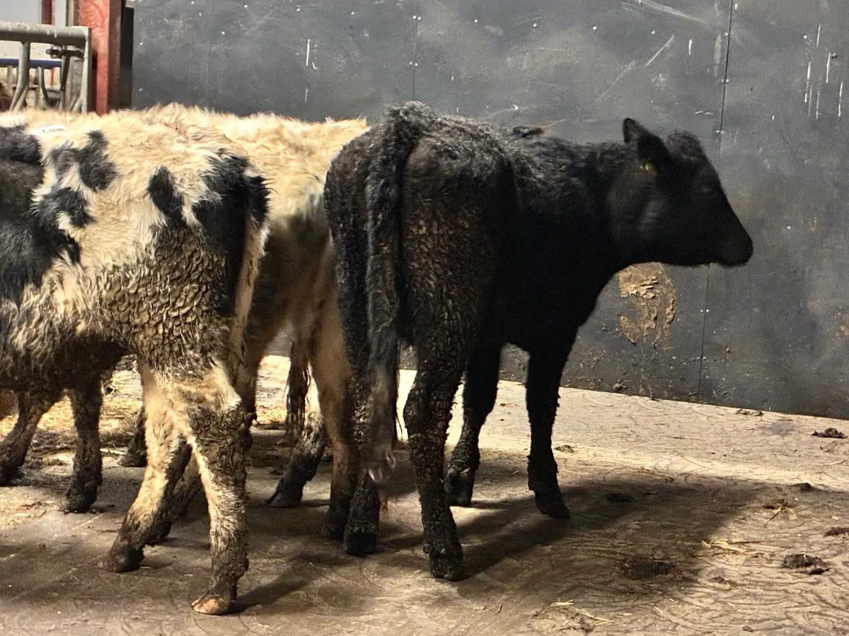 5 Store Heifers - Image 2