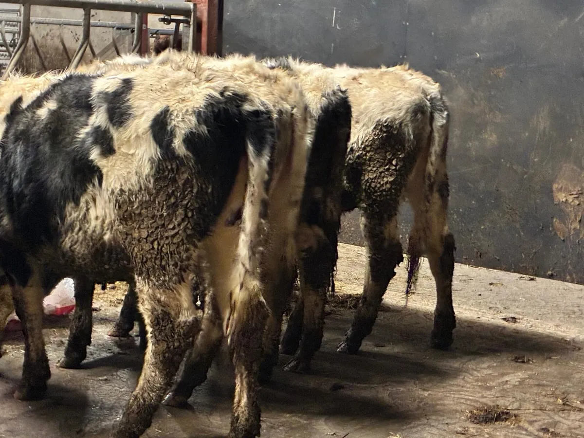 5 Store Heifers - Image 3