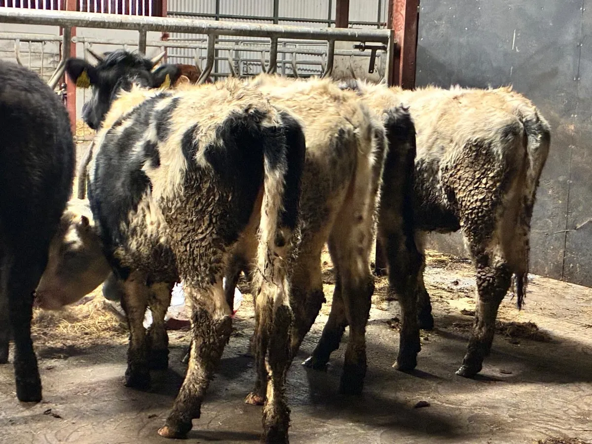 5 Store Heifers - Image 4