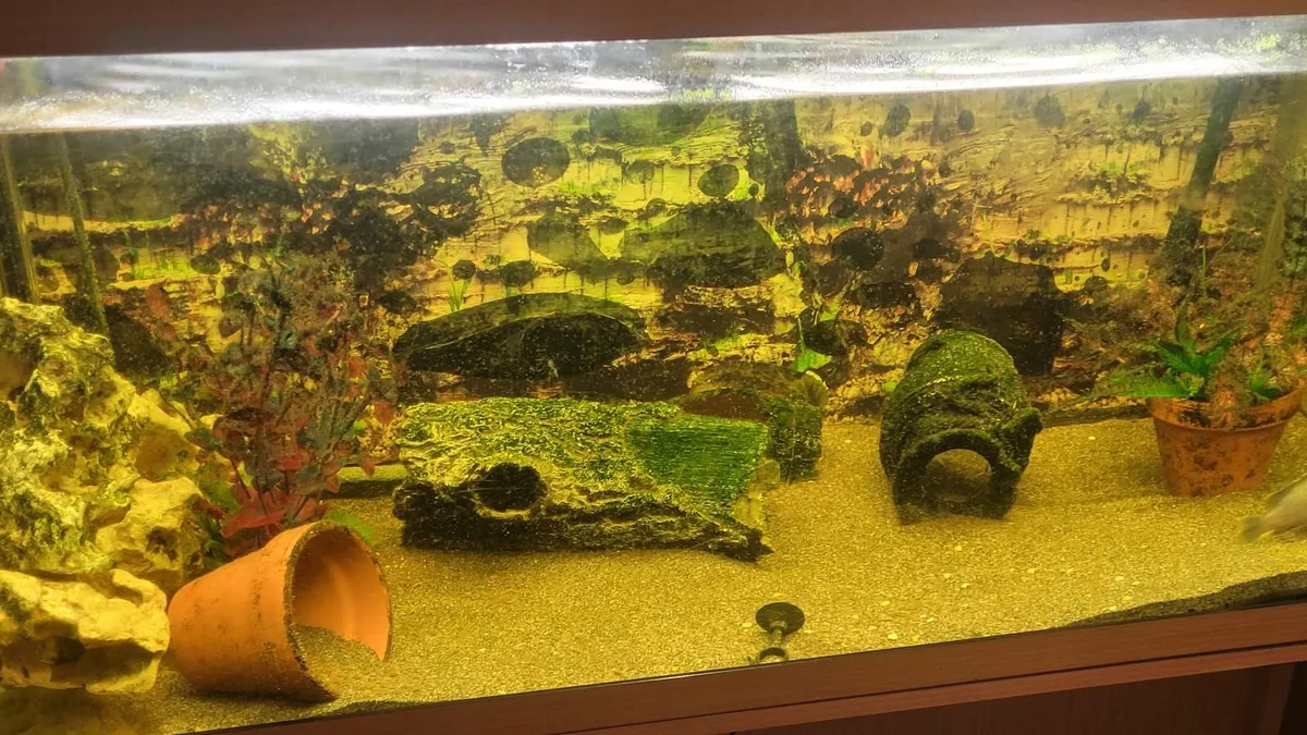 Fish tank - Image 1