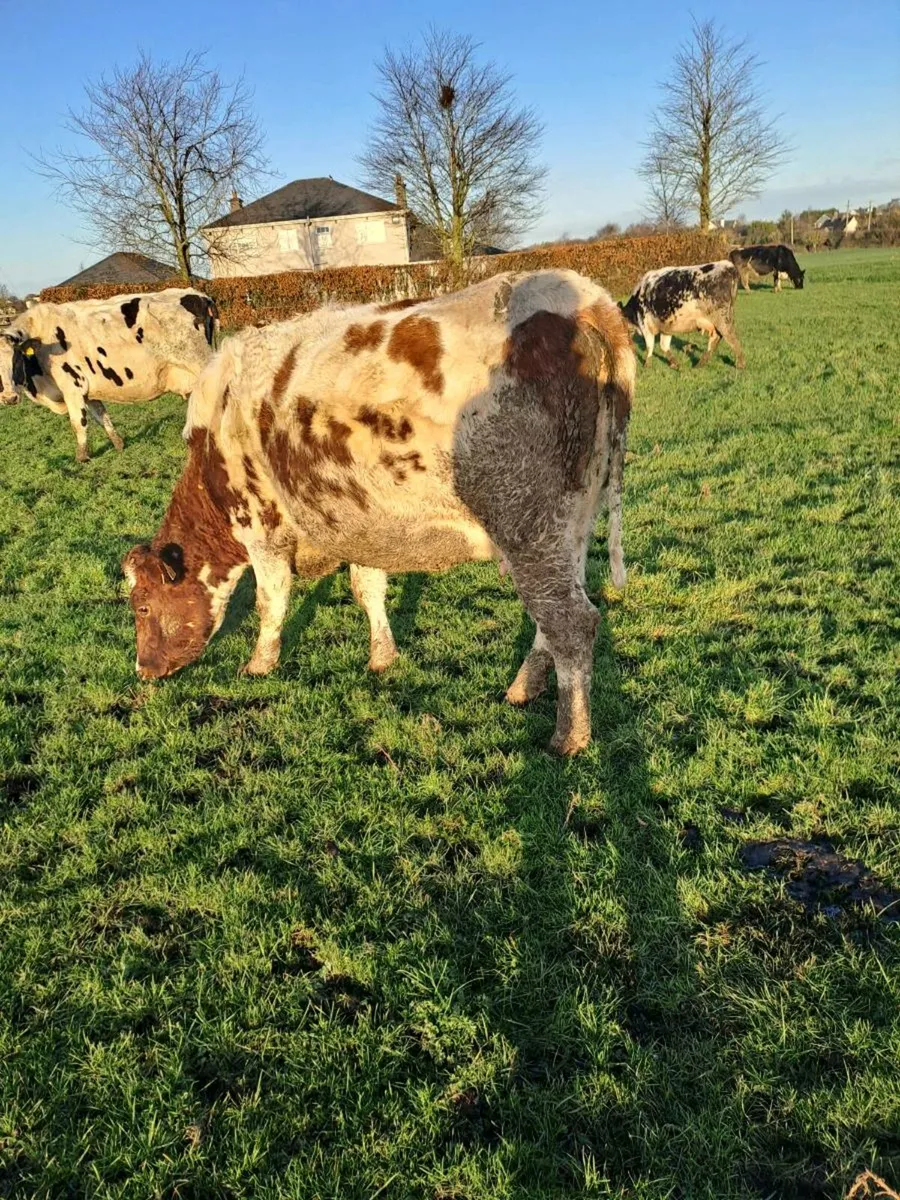 Shorthorn incalf heifer - Image 1