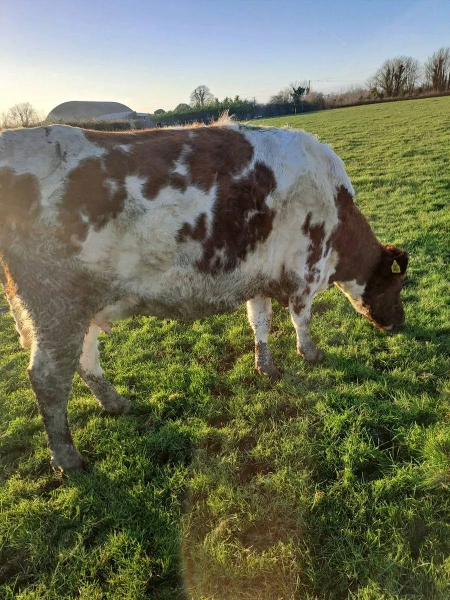 Shorthorn incalf heifer - Image 3