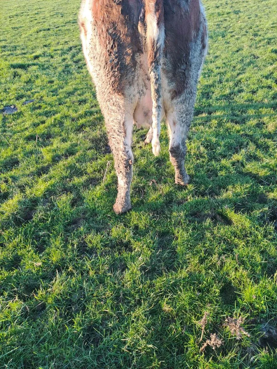 Shorthorn incalf heifer - Image 4