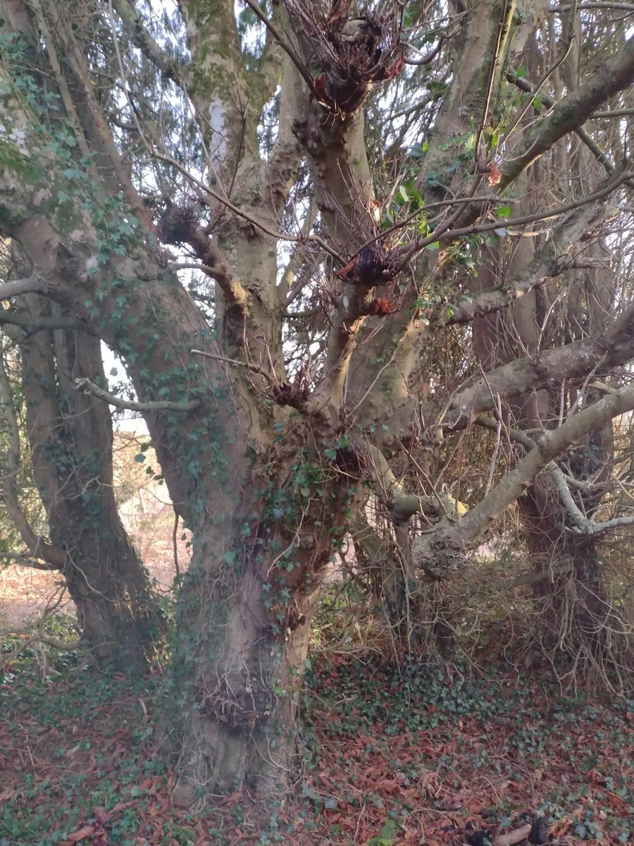 Approximately 25+ trees for sale - Image 2