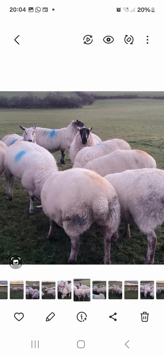 SUPER INLAMB EWES - Image 1