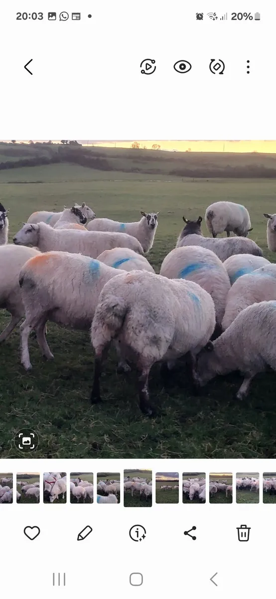 SUPER INLAMB EWES - Image 2