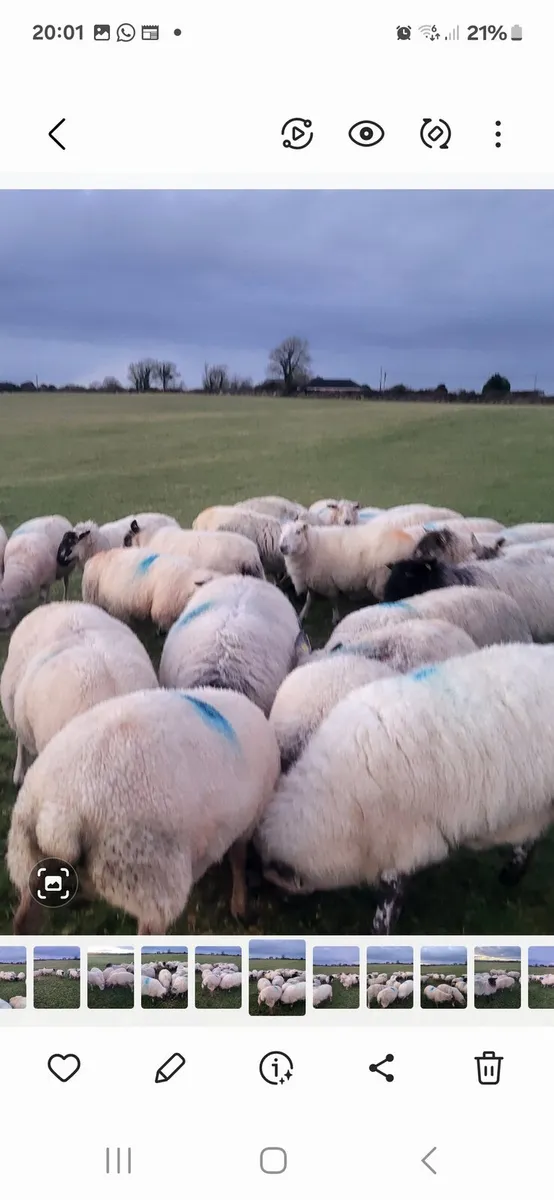 SUPER INLAMB EWES - Image 3