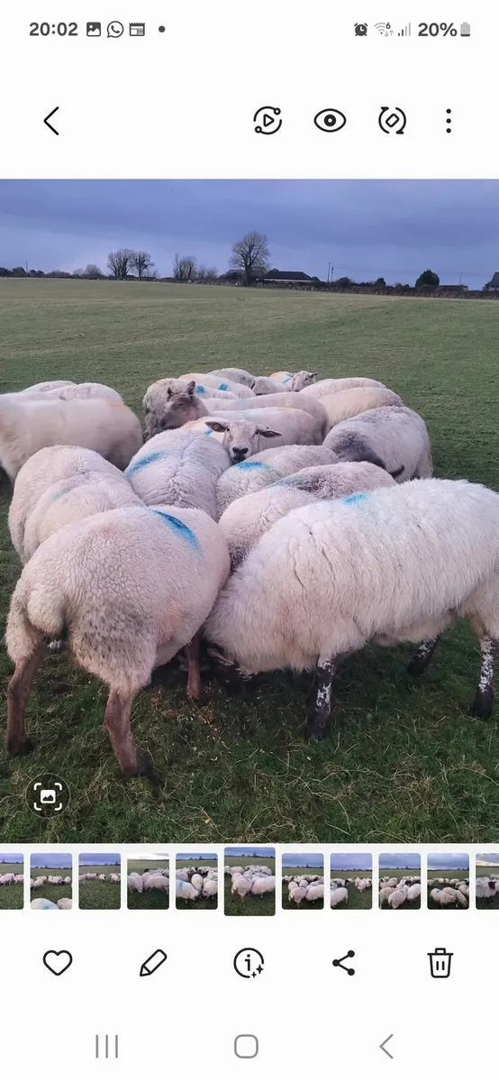 SUPER INLAMB EWES - Image 4