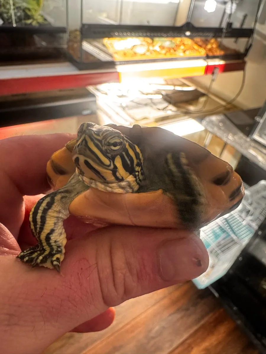 Cooter turtle - Image 1