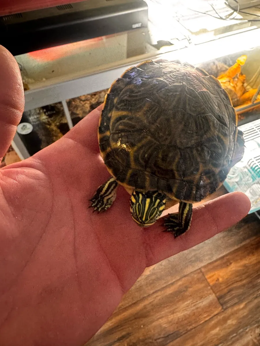 Cooter turtle - Image 3