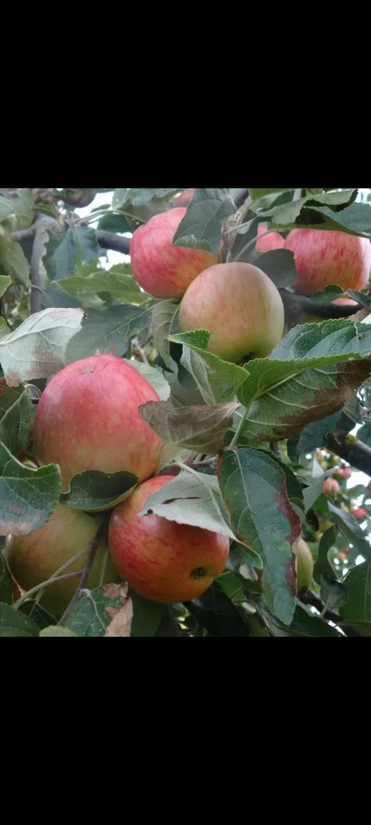 Apple Trees - Image 1