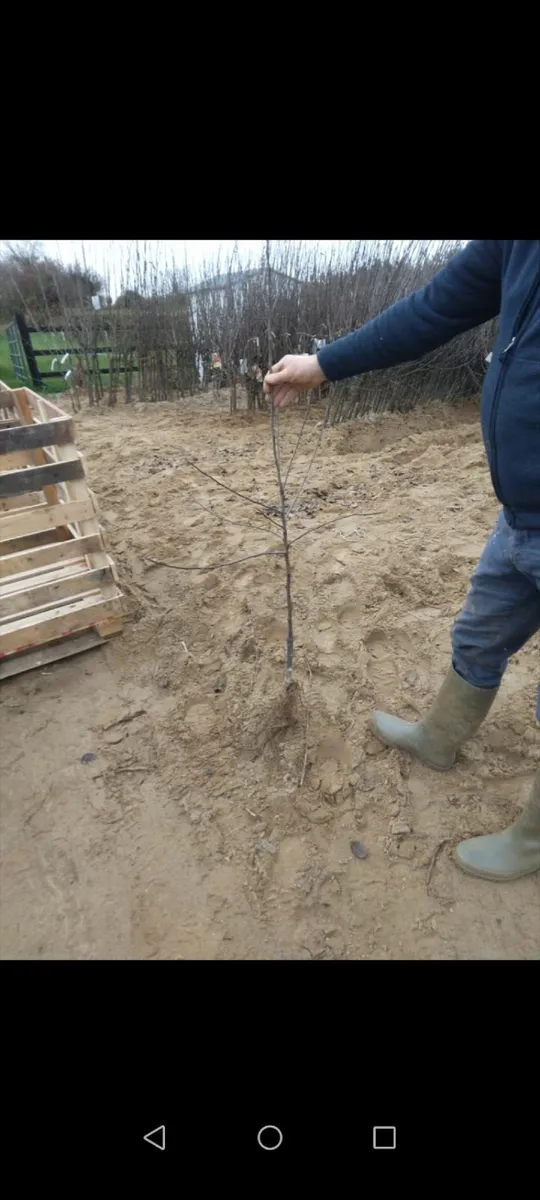 Apple Trees - Image 2